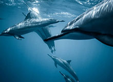 开云官网-开云平台——引领企业数字化转型的创新之路